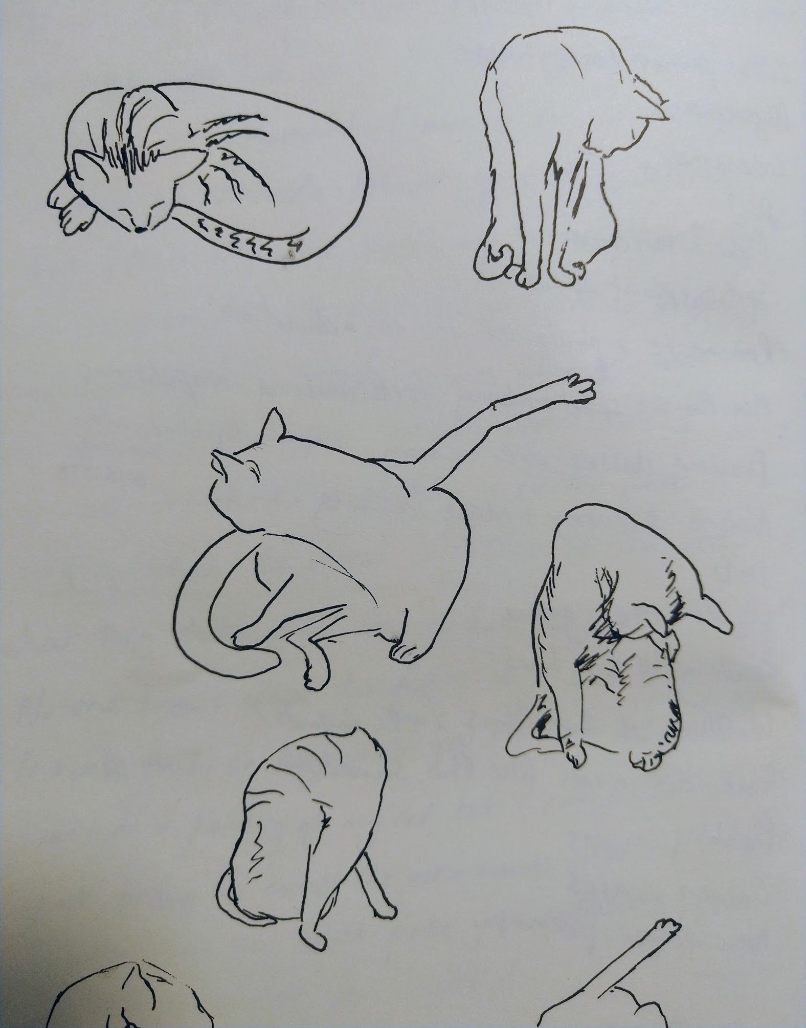 Sketches of my cat grooming himself