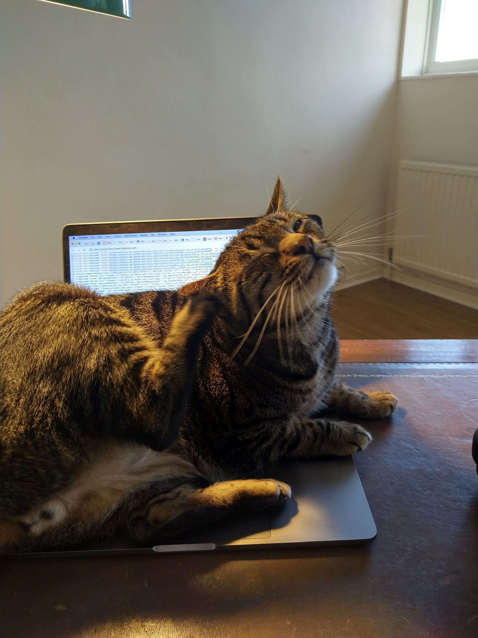 Photo of a cat on a laptop