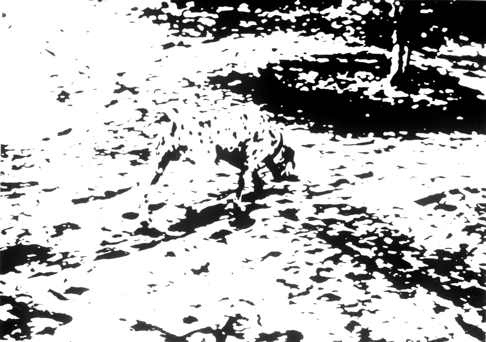A photograph of black and white splodges, that resolves into a picture of a dog if you look carefully