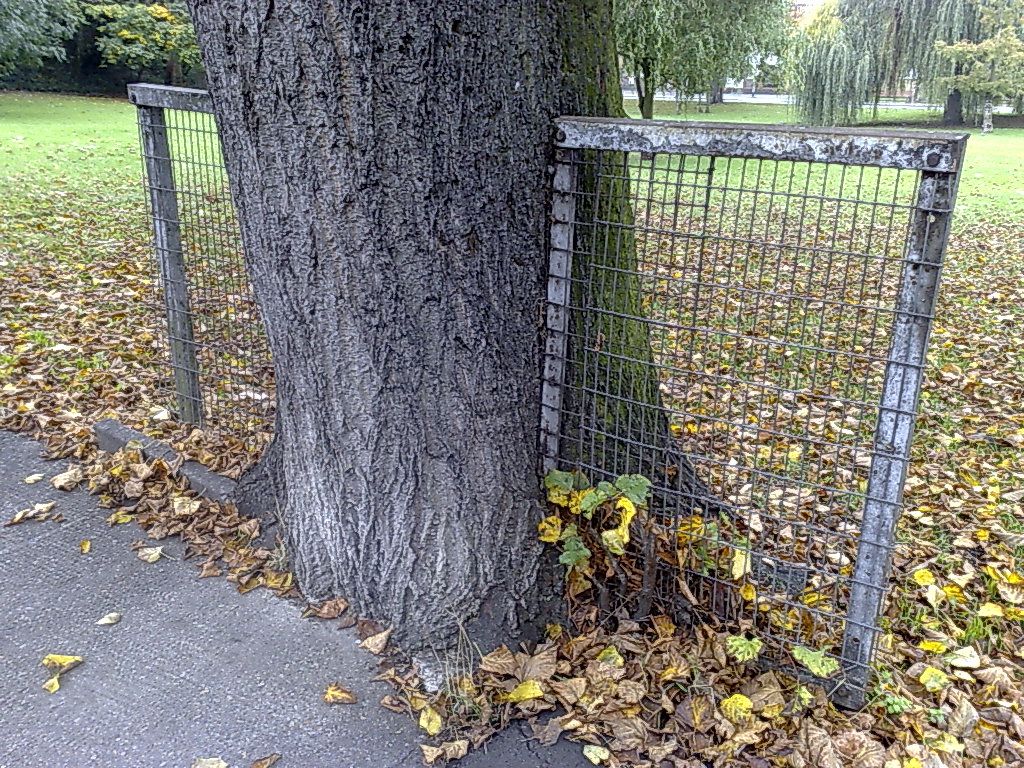 A tree growing around a fence