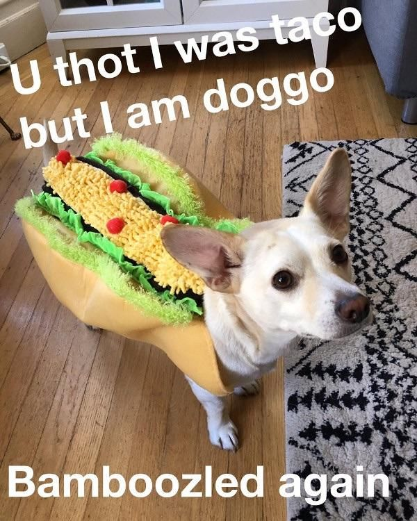 A dog dressed like a taco. "U thot I was taco but I am doggo. Bamboozled again."