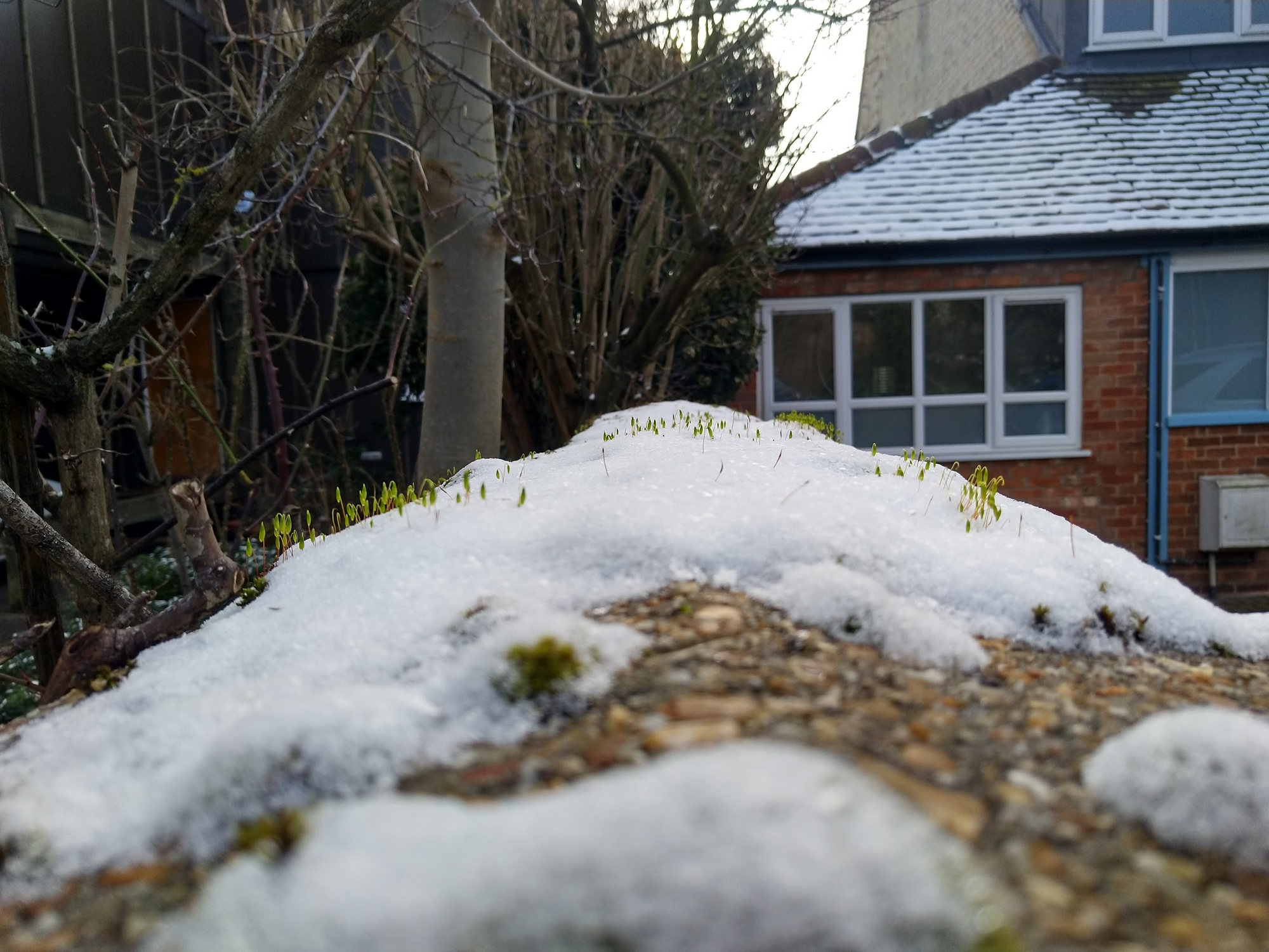 Moss coming up through the snow