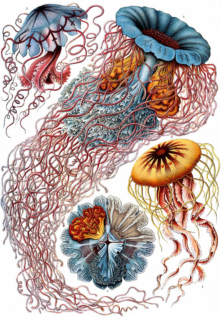 A richly coloured drawing of jellyfish by Ernst Heinrich Haeckel