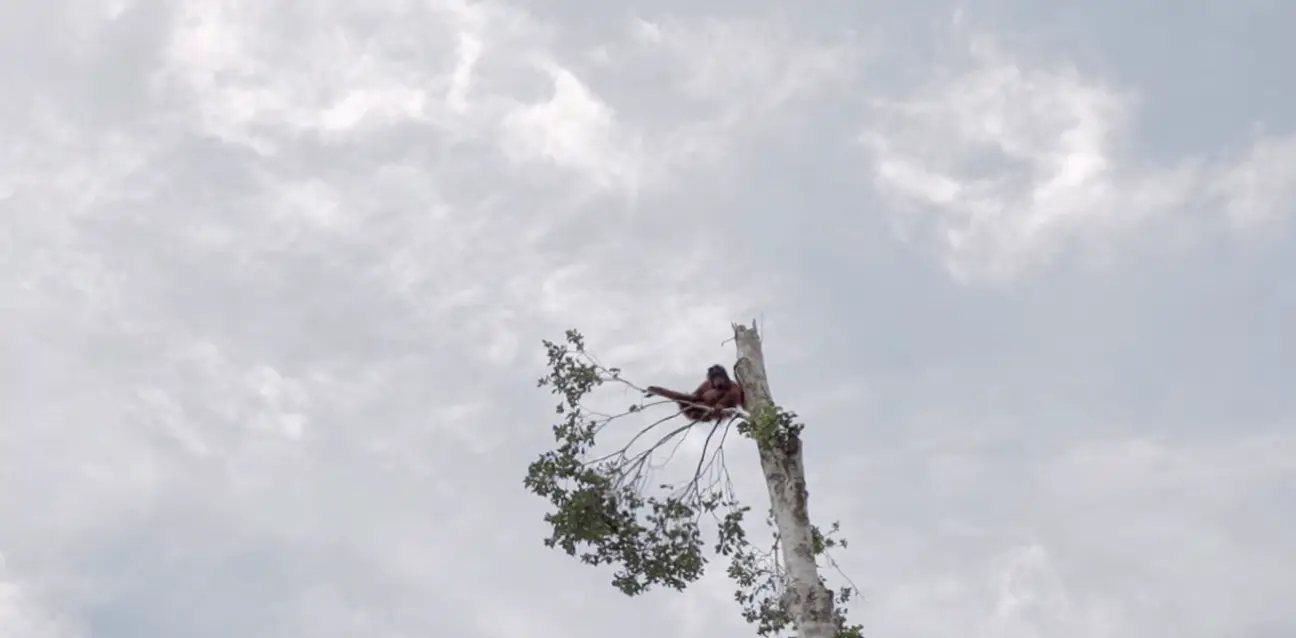 Screenshot of the Netflix documentary David Attenborough: A Life on Our Planet showing an orangutan sitting in a lonely tree