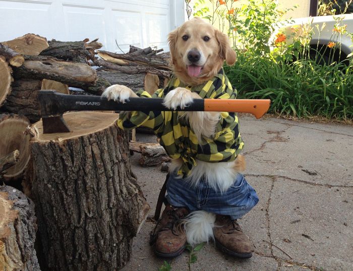 Dog chopping wood