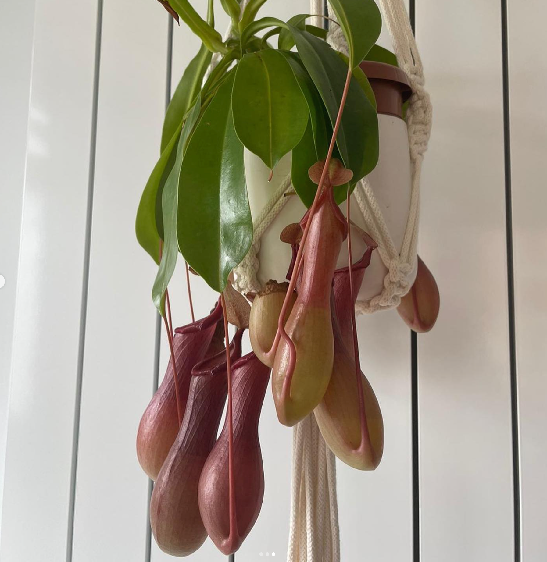 A pitcher plant