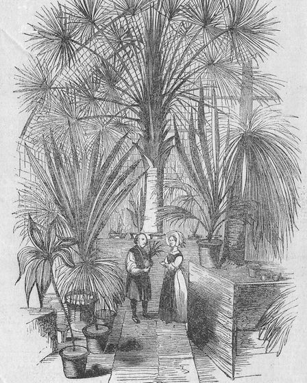 An old etching of the Loddiges palmarium