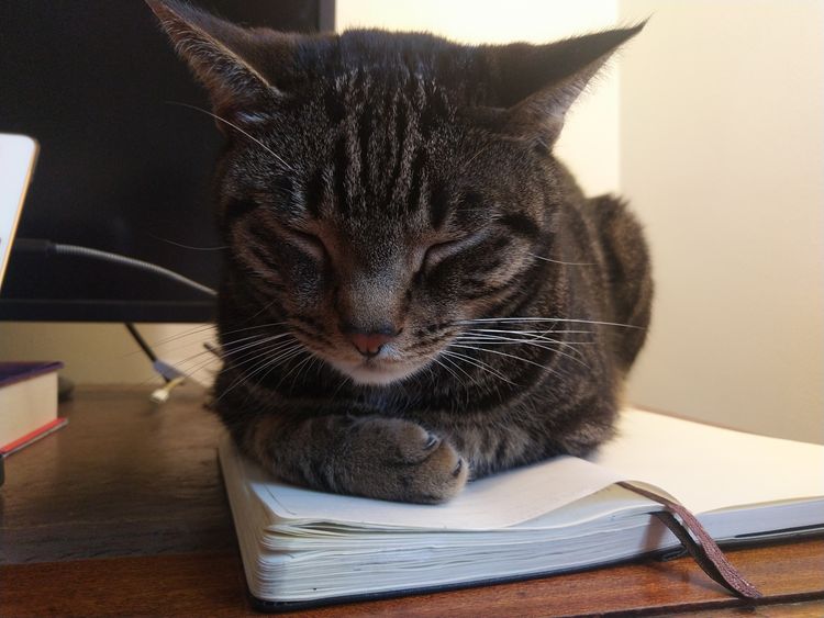 Digby the cat sleeping on a notebook