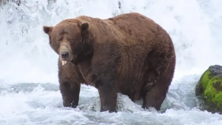 Fat Bear Week
