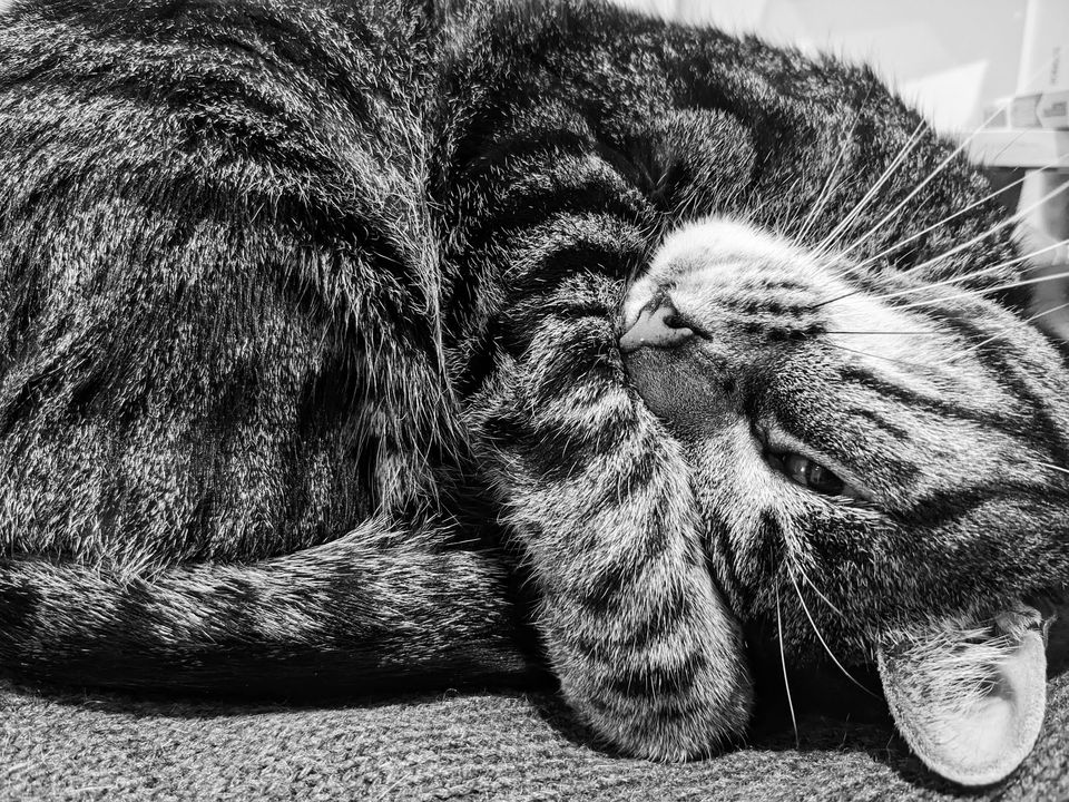 A tabby cat half-covering his face